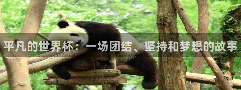 世界杯欧洲预选赛：平凡的世界杯：一场团结、坚持和梦想的故事